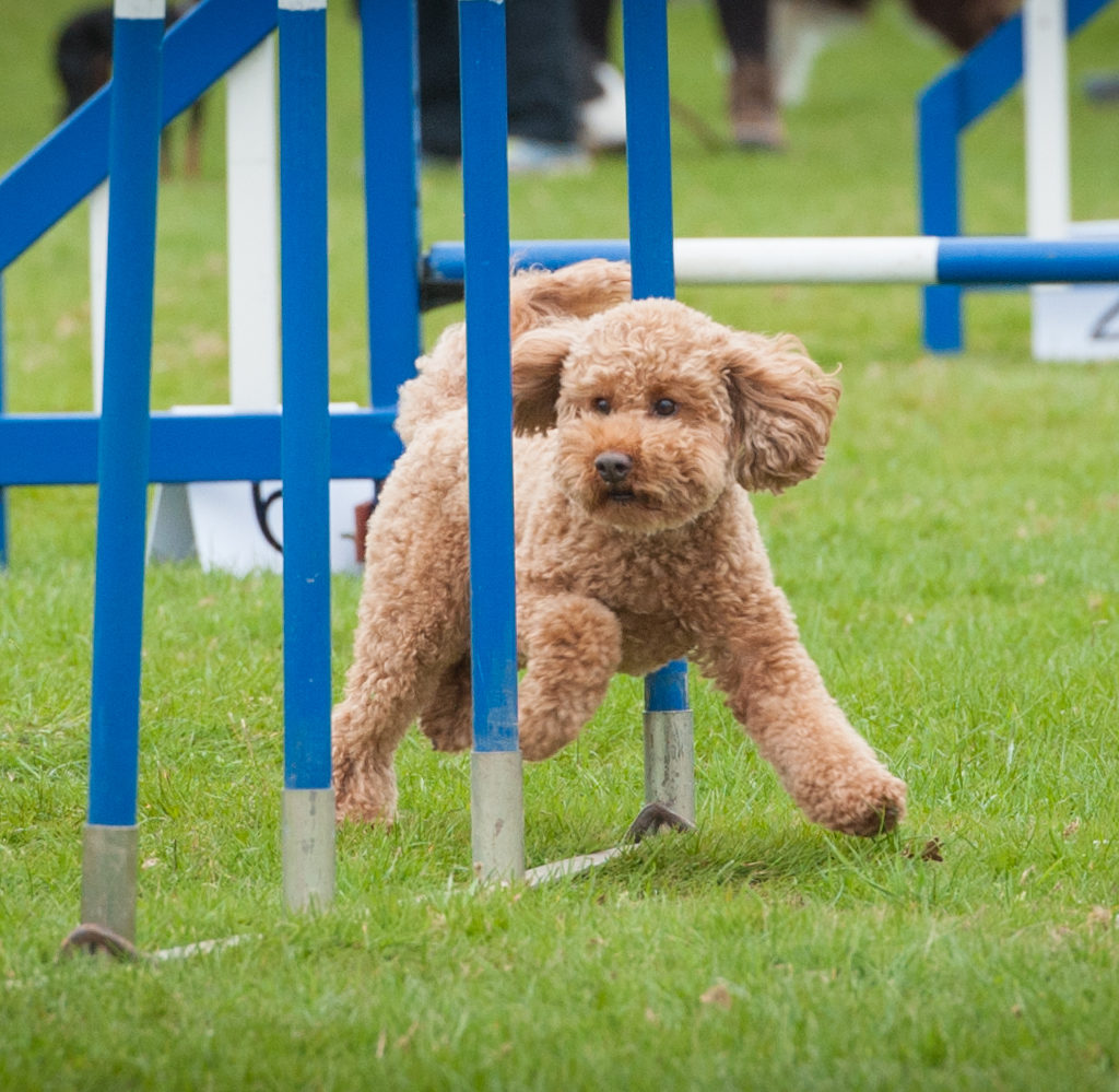 Dog Training Accreditation Dog Training Accreditation